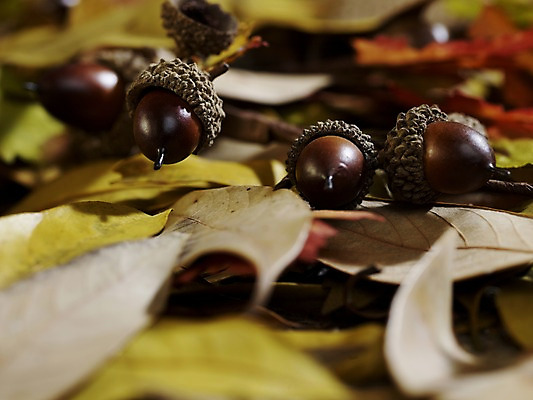 포토 JPG 스튜디오촬영 식물 계절 열매 낙엽 자연 나뭇잎 실내 사람없음 아웃포커스 가을풍경 견과류 가을 오브젝트 도토리 국내포토 잎 촬영기법 풍경 내부 생태계 파일형식 가을_계절