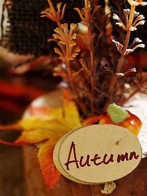 포토 JPG 스튜디오촬영 식물 계절 단풍 낙엽 자연 나뭇잎 실내 근접촬영 사람없음 목재 아웃포커스 가을풍경 가을 오브젝트 나무판자 국내포토 나무 뷰포인트 잎 재료 촬영기법 풍경 내부 생태계 파일형식 가을_계절