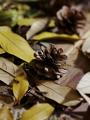 포토 JPG 스튜디오촬영 식물 계절 낙엽 잎 자연 나뭇잎 실내 사람없음 아웃포커스 가을풍경 가을 오브젝트 솔방울 국내포토 촬영기법 풍경 내부 생태계 파일형식 가을_계절