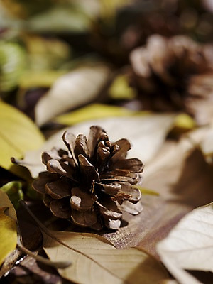 포토 JPG 스튜디오촬영 식물 계절 낙엽 잎 자연 나뭇잎 실내 근접촬영 사람없음 아웃포커스 가을풍경 가을 오브젝트 솔방울 국내포토 뷰포인트 촬영기법 풍경 내부 생태계 파일형식 가을_계절