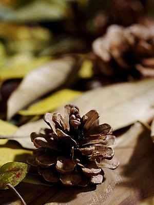 포토 JPG 스튜디오촬영 식물 계절 낙엽 잎 자연 나뭇잎 실내 근접촬영 사람없음 아웃포커스 가을풍경 가을 오브젝트 솔방울 국내포토 뷰포인트 촬영기법 풍경 내부 생태계 파일형식 가을_계절