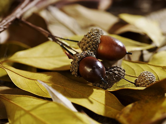 포토 JPG 스튜디오촬영 식물 계절 열매 낙엽 자연 나뭇잎 실내 근접촬영 사람없음 아웃포커스 가을풍경 견과류 가을 오브젝트 도토리 국내포토 뷰포인트 잎 촬영기법 풍경 내부 생태계 파일형식 가을_계절