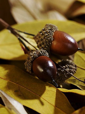 포토 JPG 스튜디오촬영 식물 계절 열매 낙엽 나뭇잎 실내 근접촬영 사람없음 아웃포커스 가을풍경 견과류 가을 오브젝트 도토리 국내포토 뷰포인트 잎 촬영기법 풍경 내부 파일형식 가을_계절