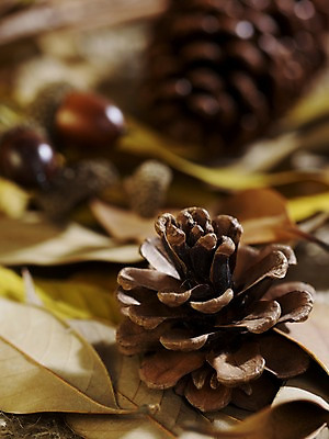 포토 JPG 스튜디오촬영 식물 계절 낙엽 잎 자연 나뭇잎 실내 근접촬영 사람없음 아웃포커스 가을풍경 견과류 가을 오브젝트 도토리 솔방울 국내포토 뷰포인트 촬영기법 풍경 내부 생태계 파일형식 가을_계절