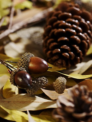 포토 JPG 스튜디오촬영 식물 계절 열매 낙엽 자연 나뭇잎 실내 근접촬영 사람없음 아웃포커스 가을풍경 견과류 가을 나뭇가지 오브젝트 도토리 솔방울 국내포토 나무 뷰포인트 잎 촬영기법 풍경 내부 생태계 파일형식 가을_계절