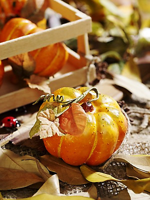 포토 JPG 스튜디오촬영 계절 음식 곤충 낙엽 채소 식재료 자연 호박 나뭇잎 실내 사람없음 목재 아웃포커스 모형 가을풍경 가을 덩굴 나무틀 오브젝트 무당벌레 늙은호박 국내포토 나무 식물 동물 잎 재료 촬영기법 틀 풍경 내부 생태계 파일형식 가을_계절