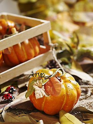 포토 JPG 스튜디오촬영 계절 음식 곤충 낙엽 채소 식재료 자연 호박 나뭇잎 실내 사람없음 목재 아웃포커스 모형 가을풍경 가을 덩굴 나무틀 오브젝트 무당벌레 늙은호박 국내포토 나무 식물 동물 잎 재료 촬영기법 틀 풍경 내부 생태계 파일형식 가을_계절