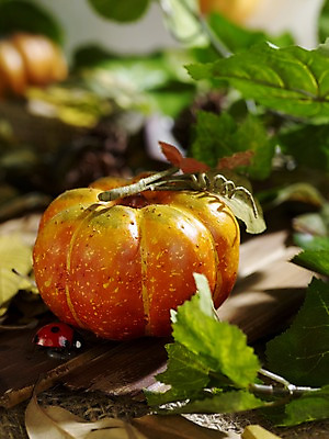 포토 JPG 스튜디오촬영 계절 음식 곤충 낙엽 채소 식재료 자연 호박 나뭇잎 실내 사람없음 목재 아웃포커스 모형 가을풍경 가을 판넬 덩굴 오브젝트 무당벌레 늙은호박 국내포토 나무 식물 동물 잎 재료 촬영기법 풍경 내부 생태계 파일형식 가을_계절