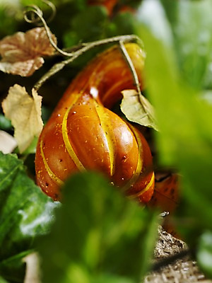 포토 JPG 스튜디오촬영 계절 음식 채소 식재료 자연 호박 나뭇잎 실내 사람없음 아웃포커스 가을풍경 가을 덩굴 오브젝트 늙은호박 국내포토 식물 잎 촬영기법 풍경 내부 생태계 파일형식 가을_계절