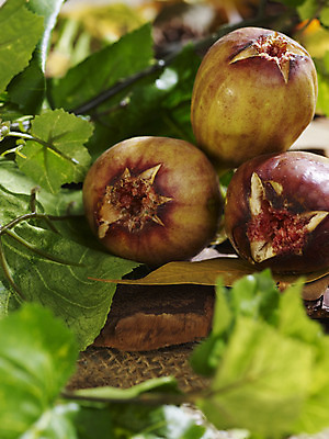 포토 JPG 스튜디오촬영 식물 계절 열매 컬러 자연 나뭇잎 실내 근접촬영 사람없음 초록색 가을풍경 가을 오브젝트 무화과 국내포토 뷰포인트 잎 과일 풍경 내부 생태계 파일형식 가을_계절