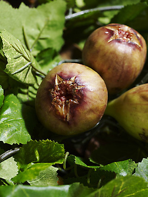 포토 JPG 스튜디오촬영 식물 계절 열매 컬러 자연 나뭇잎 실내 근접촬영 사람없음 초록색 가을풍경 가을 오브젝트 무화과 국내포토 뷰포인트 잎 과일 풍경 내부 생태계 파일형식 가을_계절