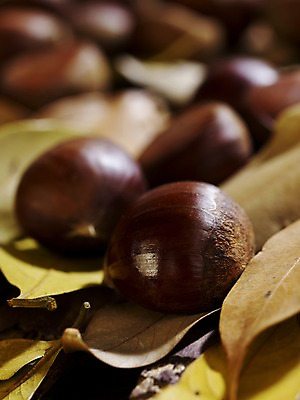 포토 JPG 스튜디오촬영 식물 계절 열매 음식 컬러 자연 나뭇잎 실내 근접촬영 사람없음 아웃포커스 갈색 가을풍경 견과류 가을 밤 오브젝트 국내포토 뷰포인트 잎 촬영기법 풍경 내부 생태계 파일형식 가을_계절