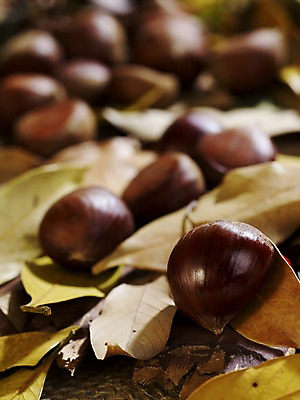 포토 JPG 스튜디오촬영 식물 계절 열매 음식 컬러 낙엽 자연 나뭇잎 실내 사람없음 아웃포커스 갈색 가을풍경 견과류 가을 밤 오브젝트 국내포토 잎 촬영기법 풍경 내부 생태계 파일형식 가을_계절