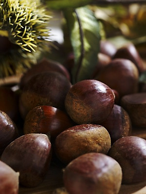 포토 JPG 스튜디오촬영 식물 계절 열매 음식 컬러 자연 나뭇잎 실내 근접촬영 사람없음 아웃포커스 갈색 가을풍경 견과류 가을 밤 밤송이 오브젝트 국내포토 뷰포인트 잎 촬영기법 풍경 내부 밤_견과류 생태계 파일형식 가을_계절