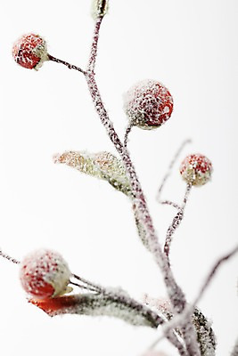 포토 JPG 스튜디오촬영 나무 식물 계절 열매 겨울 자연 실내 사람없음 나뭇가지 눈 오브젝트 국내포토 자연요소 날씨 내부 생태계 파일형식