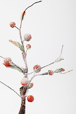 포토 JPG 스튜디오촬영 나무 식물 계절 열매 겨울 자연 실내 사람없음 나뭇가지 눈 오브젝트 국내포토 자연요소 날씨 내부 생태계 파일형식