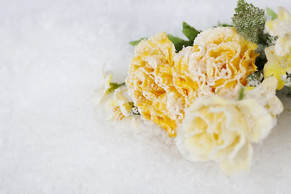 포토 JPG 스튜디오촬영 식물 계절 꽃 컬러 여러송이 백그라운드 겨울 자연 실내 근접촬영 사람없음 장미 노란색 공백 눈 오브젝트 국내포토 자연요소 뷰포인트 다수 날씨 내부 생태계 파일형식