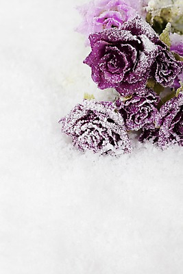 포토 JPG 스튜디오촬영 식물 계절 꽃 컬러 여러송이 백그라운드 겨울 자연 실내 사람없음 장미 보라색 공백 눈 오브젝트 국내포토 자연요소 다수 날씨 내부 생태계 파일형식