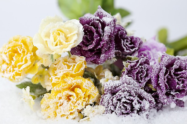 포토 JPG 스튜디오촬영 식물 계절 꽃 컬러 여러송이 백그라운드 겨울 자연 실내 근접촬영 사람없음 아웃포커스 장미 노란색 보라색 눈 오브젝트 국내포토 자연요소 뷰포인트 다수 날씨 촬영기법 내부 생태계 파일형식