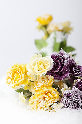 포토 JPG 스튜디오촬영 식물 계절 꽃 컬러 여러송이 백그라운드 겨울 자연 실내 사람없음 아웃포커스 장미 노란색 보라색 눈 오브젝트 국내포토 자연요소 다수 날씨 촬영기법 내부 생태계 파일형식