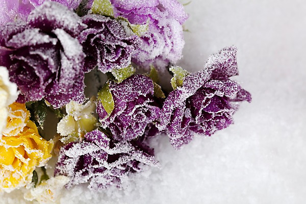 포토 JPG 자연요소 스튜디오촬영 식물 계절 꽃 컬러 여러송이 백그라운드 겨울 자연 실내 근접촬영 사람없음 아웃포커스 장미 노란색 보라색 공백 눈 오브젝트 국내포토 뷰포인트 다수 날씨 촬영기법 내부 생태계 파일형식