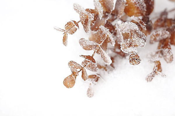 포토 JPG 스튜디오촬영 나무 식물 계절 백그라운드 겨울 자연 실내 근접촬영 사람없음 아웃포커스 공백 나뭇가지 눈 오브젝트 솔방울 국내포토 자연요소 뷰포인트 날씨 촬영기법 내부 생태계 파일형식