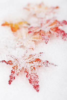 포토 JPG 자연요소 스튜디오촬영 식물 계절 백그라운드 단풍 낙엽 겨울 자연 실내 근접촬영 사람없음 아웃포커스 공백 눈 오브젝트 국내포토 뷰포인트 잎 날씨 촬영기법 내부 생태계 파일형식