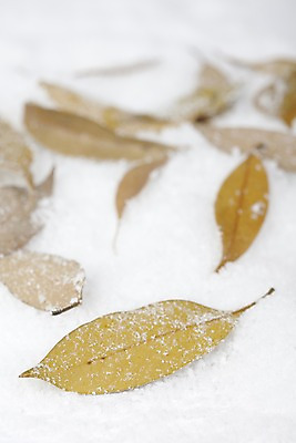 포토 JPG 자연요소 스튜디오촬영 식물 계절 백그라운드 낙엽 겨울 자연 나뭇잎 실내 근접촬영 사람없음 아웃포커스 공백 눈 오브젝트 국내포토 뷰포인트 잎 날씨 촬영기법 내부 생태계 파일형식