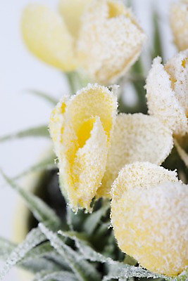 포토 JPG 스튜디오촬영 식물 계절 꽃 컬러 백그라운드 겨울 자연 실내 근접촬영 사람없음 아웃포커스 노란색 눈 오브젝트 국내포토 자연요소 뷰포인트 날씨 촬영기법 내부 생태계 파일형식