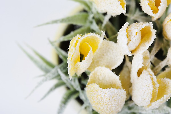 포토 JPG 스튜디오촬영 식물 계절 꽃 컬러 백그라운드 겨울 자연 실내 근접촬영 사람없음 아웃포커스 노란색 공백 눈 오브젝트 국내포토 자연요소 뷰포인트 날씨 촬영기법 내부 생태계 파일형식