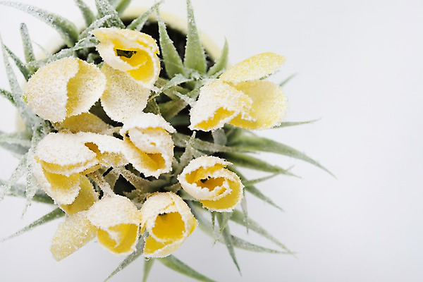 포토 JPG 스튜디오촬영 식물 계절 꽃 화분 화초 컬러 백그라운드 겨울 자연 실내 사람없음 노란색 공백 눈 오브젝트 국내포토 자연요소 날씨 내부 생태계 파일형식