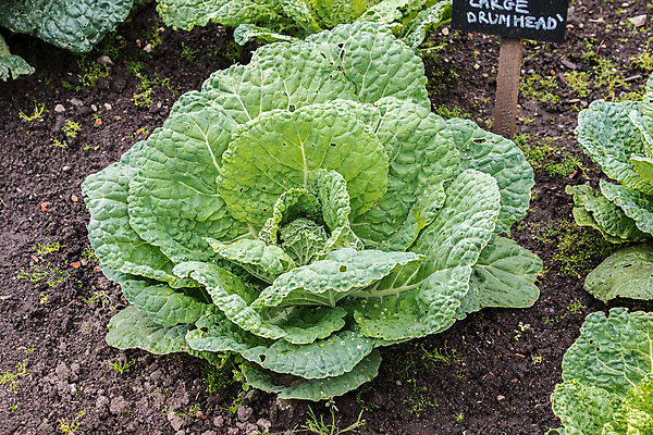 포토 JPG 해외이미지 식물 음식 백그라운드 잎 농업 다이어트 채소 부분 자연 건강 사람없음 초록색 농작물 농장 정원 수확 성장 신선 먹기 유기농 양배추 날것 내추럴 채식주의자 해외202008 해외포토 웰빙 산업 컬러 모션 생태계 채식 파일형식