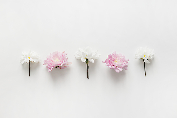 포토 JPG 해외이미지 디자인 꽃잎 꽃 분홍색 결혼 백그라운드 잎 꽃무늬 패턴 자연 결혼식 국화 발렌타인데이 종류 3 사랑 미술 사람없음 장식 정원 여러개 봄 낭만 벚꽃 흰색 축하 플랫 정상 다발 배열 머리위 위치 고립 줄서기 파스텔톤 해외202008 해외포토 식물 계절 감정 컬러 다수 컨셉 무늬 모션 데이이벤트 문화예술 이벤트 생태계 파일형식