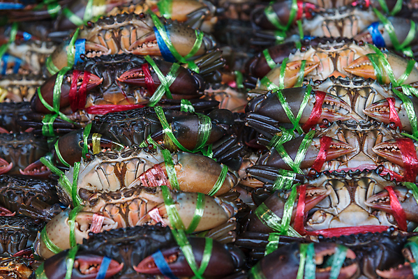 포토 JPG 해외이미지 동물 전통 산업 음식 바다 농업 다이어트 재료 자연 낚시 조개 건강 육류 요리 사람없음 판매 세일 상점 식당 식사 저녁식사 게 껍질 신선 잡기 시장 달콤 구매 상품 먹기 해산물 묘사 무역 질감 날것 성적 소매 내추럴 단백질 생식 집게발 프리미엄 맛있는 해외202008 해외포토 교육 식재료 모션 레저 어패류 갑각류 쇼핑 맛 생태계 영양소 파일형식