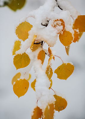 포토 JPG 해외이미지 구름 여행 잎 밭 오렌지 자연 하늘 날씨 산 풍경 사람없음 야외 초록색 파란색 태양 노란색 일출 달러 일몰 가을 흰색 붓 소나무 황금 씻기 숲 언덕 지역 드라마 내추럴 절정 콜로라도 화강암 해외202008 해외포토 자연요소 나무 식물 계절 컬러 돈 농업 과일 노을 미국 청결 암석 생태계 파일형식