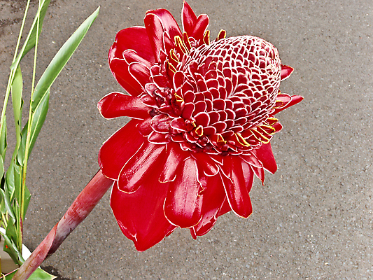 포토 JPG 해외이미지 식물 꽃 종류 사람없음 빨간색 컬러풀 하와이 열정 해외202008 해외포토 감정 컬러 미국 파일형식