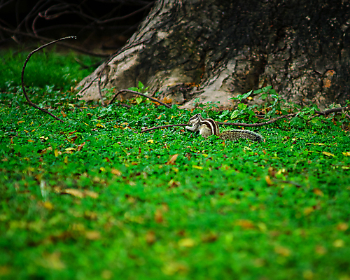 포토 JPG 해외이미지 나무 식물 동물 공원 아시아 야생동물 백그라운드 포유류 자연 털 종류 손바닥 사람없음 야외 목재 초록색 환경 정원 줄무늬 도시 설치류 숲 작음 인도인 묘사 꼬리 다람쥐 북쪽 서식지 내추럴 동물상 해외202008 해외포토 외국인 손 공공시설 나라 컬러 무늬 재료 동양인 조형물 크기 방향 생태계 파일형식