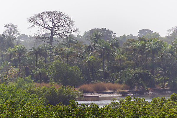 포토 JPG 해외이미지 나무 공원 여행 백그라운드 아프리카 자연 휴가 손바닥 풍경 사람없음 야외 초록색 강 햇빛 환경 숲 나룻배 내추럴 전국 해외202008 해외포토 식물 손 공공시설 나라 컬러 배_교통 태양 생태계 파일형식
