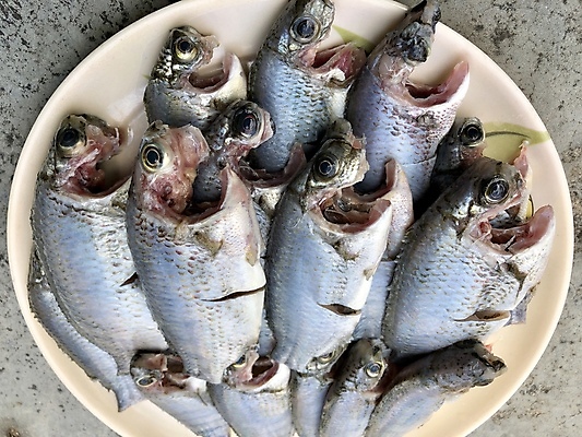 포토 JPG 해외이미지 동물 접시 음식 바다 재료 낚시 건강 육류 어류 요리 사람없음 세일 식당 냉동 얼음 식사 죽음 신선 잡기 시장 은색 자르기 청소 먹기 해산물 꼬리 날것 연어 성분 점심식사 단백질 베이스 생식 송어 식용 오메가 맛있는 해외202008 해외포토 자연요소 식기 컬러 식재료 모션 현악기 레저 상점 수중동물 영양소 파일형식