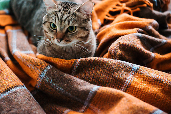 포토 JPG 해외이미지 동물 여자 포유류 베개 청소년 휴식 함께함 실내 따뜻함 창조 한명 앉기 성인 사람없음 가로 친구 반려동물 컬러풀 고양이 우정 침실 이불 방 침대 잠 편안함 담요 호기심 부드러움 솜털 리빙 거짓말 숨기 접기 카피스페이스 안락 해외202008 해외포토 1 감정 컬러 가구 컨셉 관계 침구 모션 사람 내부 공백 감각 파일형식