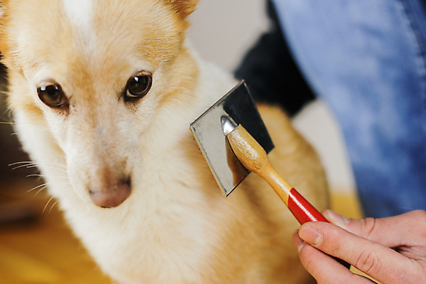 포토 JPG 해외이미지 무료이미지 한마리 손 신체부위 반려동물 잡기 개 강아지 애견빗 해외202008 해외포토 동물 1 포유류 모션 사람 애견용품 파일형식