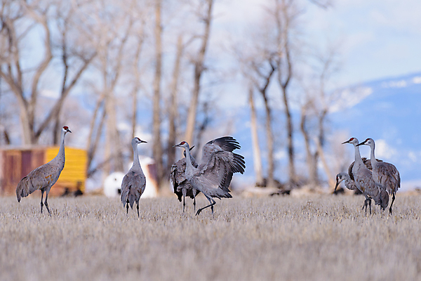 포토 JPG 해외이미지 동물 야생동물 밭 자연 조류 하늘 왕관 산 사람없음 야외 물 파란색 컬러풀 노란색 회색 덮개 흰색 비행 연못 우아함 둥지 큼 깃털 꼬리 부리 목 서식지 창백 민물 콜로라도 해외202008 해외포토 자연요소 컬러 컨셉 농업 신체부위 미국 뚜껑 크기 생태계 파일형식