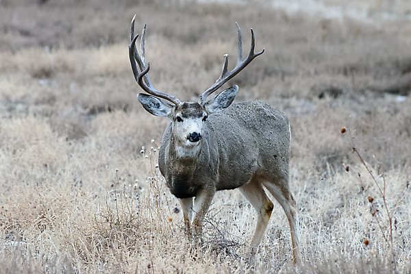 포토 JPG 해외이미지 동물 여자 꽃 야생동물 포유류 자연 산 털 종류 사람없음 갈색 달러 봄 임신 젖음 추위 코트 흰색 붓 소나무 잡초 군중 숲 속눈썹 먹기 배고픔 바퀴자국 귀 주둥이 신발장 아기사슴 암사슴 해외202008 해외포토 나무 식물 계절 새끼 컬러 돈 자국 모션 사슴 사람 신체부위 외투 암컷 눈썹 생태계 파일형식