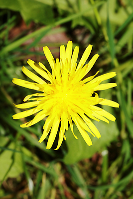 포토 JPG 해외이미지 꽃 근접촬영 사람없음 야외 정원 민들레 해외202008 해외포토 식물 뷰포인트 파일형식