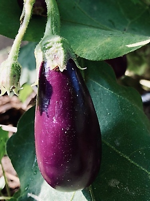 포토 JPG 해외이미지 식물 계절 꽃 음식 잎 농업 다이어트 채소 재료 자연 가지 건강 사람없음 초록색 정원 보라색 검은색 수확 흰색 물방울 신선 맛 유기농 날것 내추럴 보충 고립 숙성 채식주의자 세련 비건 해외202008 해외포토 웰빙 산업 컬러 컨셉 생태계 채식 파일형식