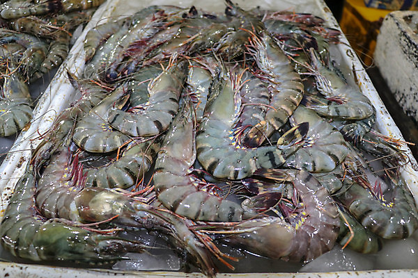 포토 JPG 해외이미지 동물 전통 산업 아시아 음식 바다 백그라운드 다이어트 재료 태국 낚시 조개 새우 건강 갑각류 어류 요리 동양인 사람없음 판매 상점 식당 냉동 얼음 저녁식사 추위 게 껍질 흰색 신선 잡기 시장 해산물 오징어 날것 문어 연어 슈퍼마켓 맛있는 해외202008 해외포토 자연요소 나라 컬러 모션 레저 어패류 연체동물 인종 식사 수중동물 파일형식