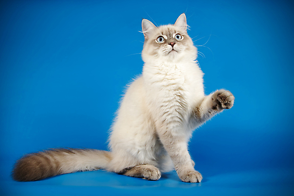 포토 JPG 해외이미지 한마리 사람없음 파란색 반려동물 고양이 해외202008 네바마스커레이드 해외포토 동물 1 컬러 포유류 파일형식