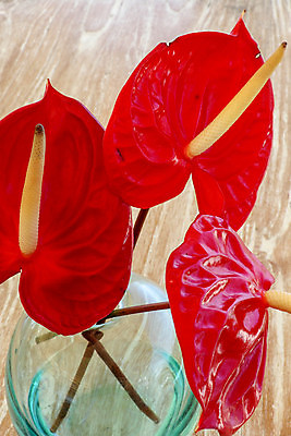 포토 JPG 해외이미지 모양 식물 꽃잎 꽃 분홍색 백그라운드 잎 꽃무늬 의자 자연 탁자 발렌타인데이 선물 사랑 소년 사람없음 목재 장식 빨간색 초록색 여름 컬러풀 햇빛 반사 식당 꽃병 봄 카페 벚꽃 흰색 인사 신선 기다림 질감 내추럴 고립 슬라이드 칼라꽃 해외202008 해외포토 나무 계절 남자 감정 어린이 컬러 가구 무늬 재료 모션 데이이벤트 태양 상점 예절 생태계 파일형식