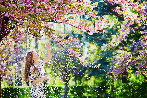 포토 JPG 해외이미지 나무 백인 긴머리 계절 공원 여자 꽃잎 꽃 행복 유럽 자연 한명 사람 성인 야외 금발 햇빛 정원 봄 벚꽃 흰색 시골 개화 체리 떨어짐 긍정 꽃가루 내추럴 알레르기 해외202008 해외포토 서양인 식물 1 헤어스타일 공공시설 감정 나라 컬러 컨셉 과일 태양 질병 가루 생태계 파일형식
