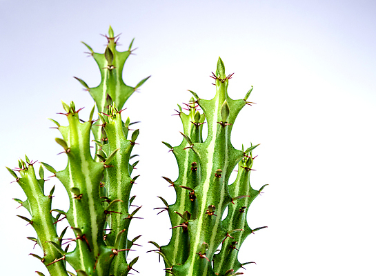 포토 JPG 해외이미지 선인장 실내 사람없음 가시 흰배경 해외202008 해외포토 식물 백그라운드 내부 흰색 파일형식